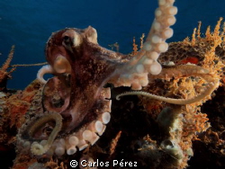 "Reflection"Tentacles in the Dome by Carlos Pérez 